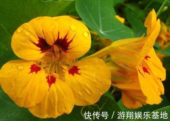 花海|喜欢三角梅,首选“精品”柠檬黄三角梅,花开爆盆,庭院变花海