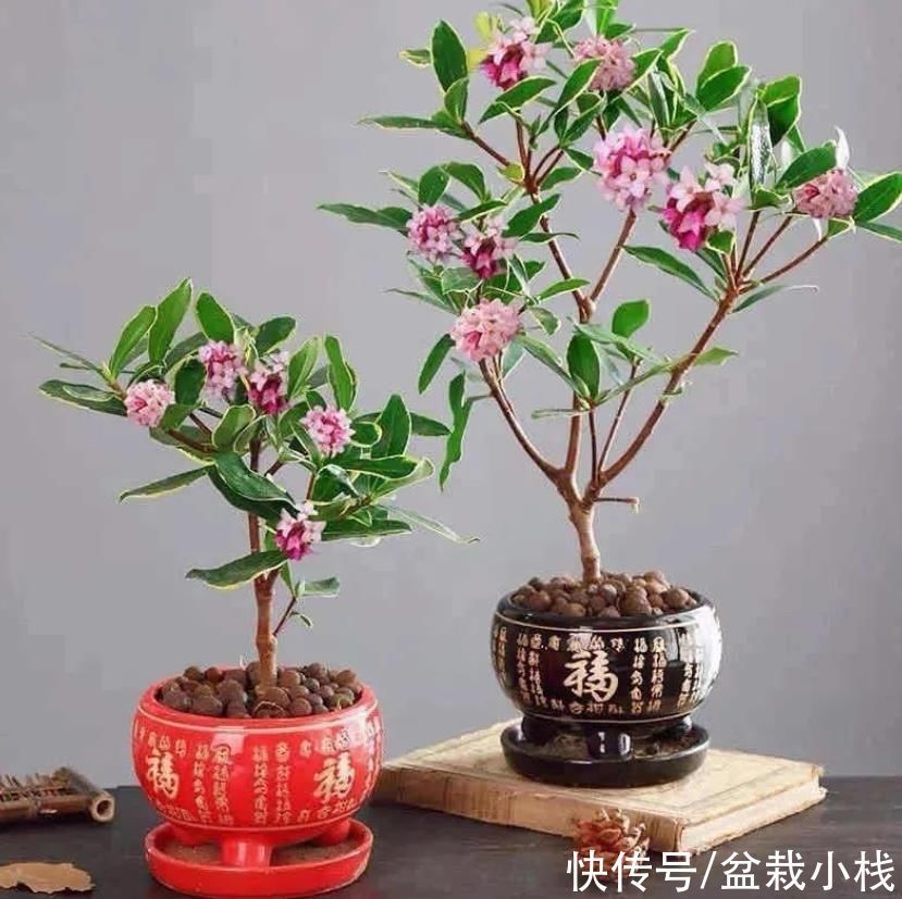 叶子镶金边,花朵有浓香,说的是什么花?你认识吗?