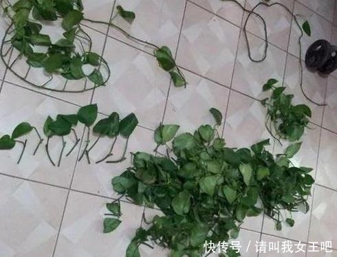 养这4种花，春天一定要“理发”，才会越长越旺，看看你家有吗！