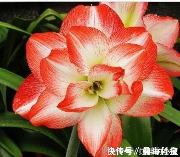 天竺葵|5种花自带财运，一年四季开花不断，花姿优雅，花开直接爆满盆