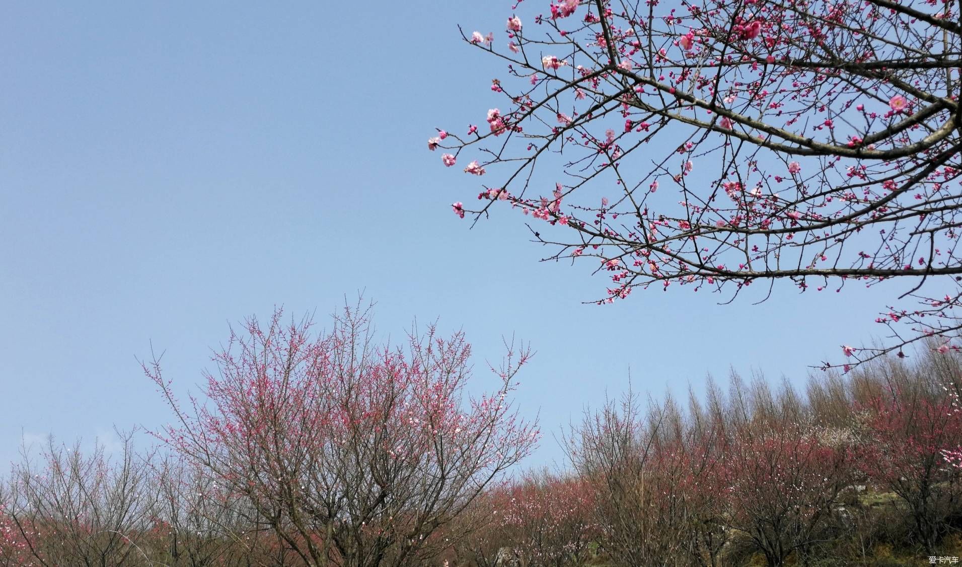 重游大坪山