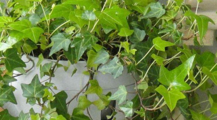虎皮兰|客厅最适合养上4种花，叶子油绿、吸甲醛，植株漂亮上档次