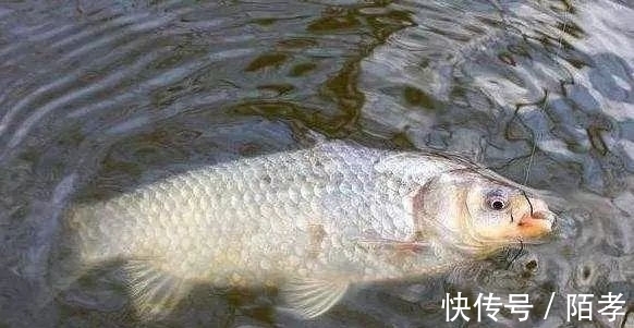 实战|子线长度的选择技技巧