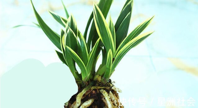 老大爷“养兰花”有妙招,“烂根”的照样冒新根、发新芽,快看看