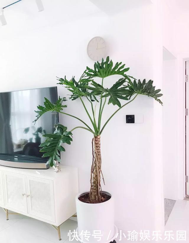 客厅养花,聪明人就选这6种,时尚大气,旺人旺宅!