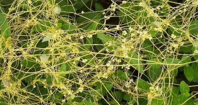 一味药,收三脏之精上收目精,下收肾精,中收脾精,值得学习