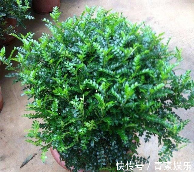 蚊虫讨厌的5种花,气味“很个别”,只要不嫌弃,多养几盆很管用