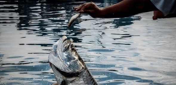 鱼的消化周期是多长?钓鱼人要是不明白这一点,早晚会跌个大跟头
