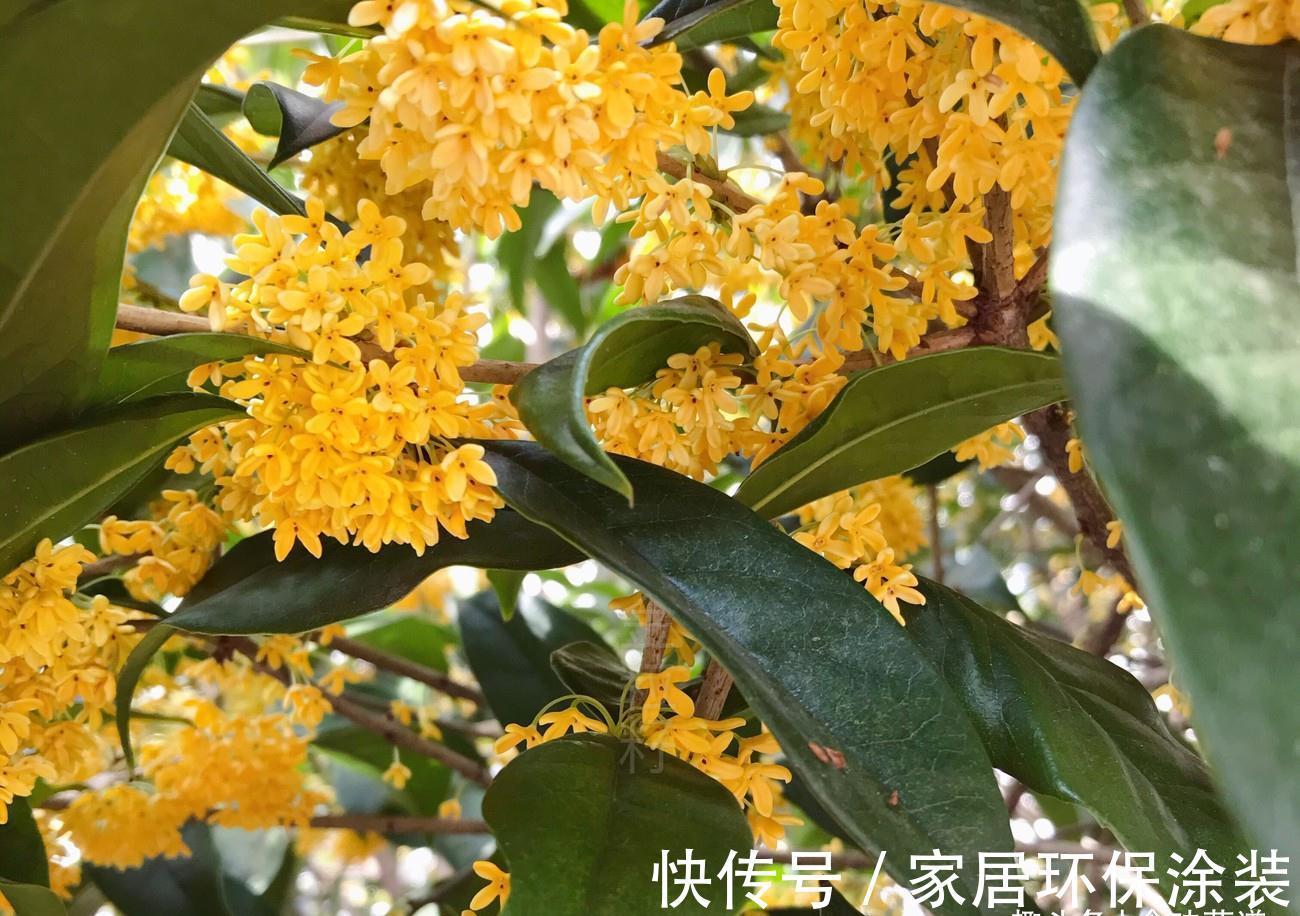 白砂糖|九月桂花香，趁着放假做点桂花酱，香甜诱人无添加，做一次吃半年