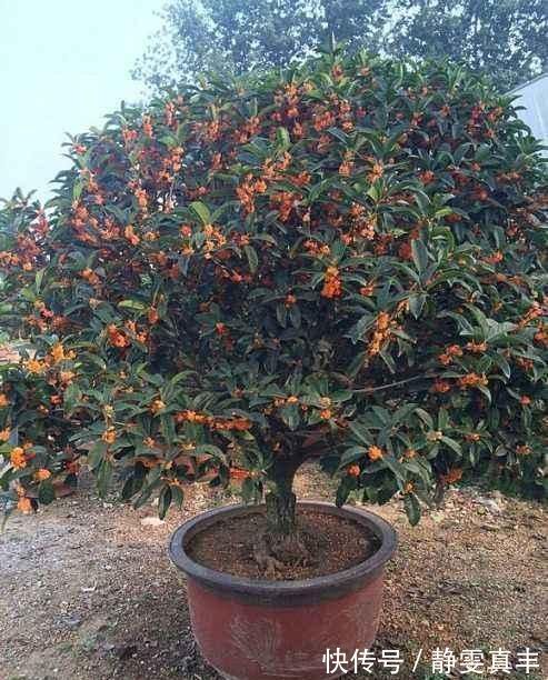 5种“耐寒花”，趁着秋天种一盆，爆花3个月，冬天不寂寞