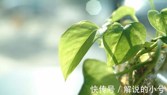 都说绿萝好养,绿萝叶黄枯萎,到底怎么回事