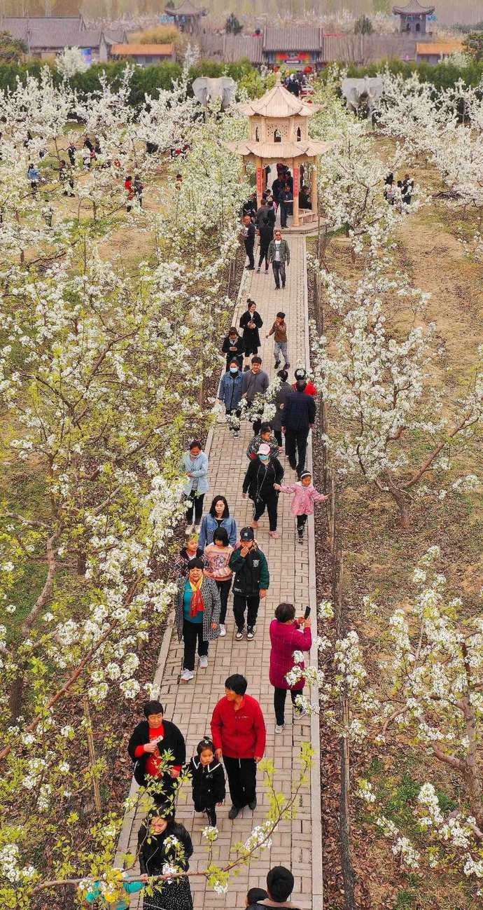 【组图】河北：梨花绽放 踏青赏花