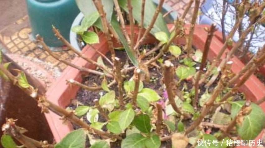 绣球花花期结束,按照“3个”方法做,明年开花简单花球多