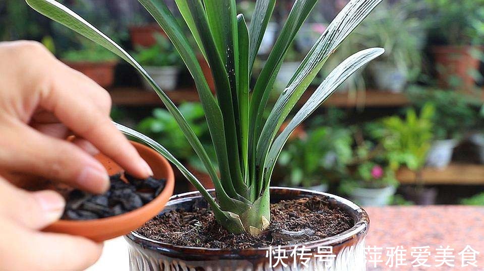 老花匠|学会用松针、羊粪，作为新人小白，养花效果能和老花匠媲美