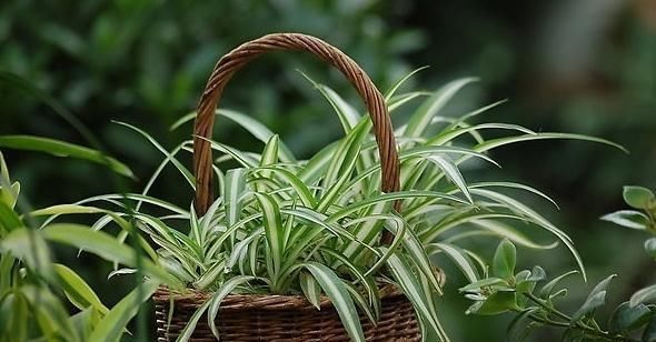 家里养4种“观叶花”,浇水越“勤”,长得“越漂亮”,你养了吗