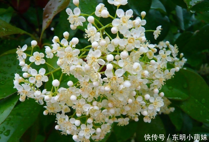 6种有臭味的花卉,颜值虽高味道难闻,建议不养!