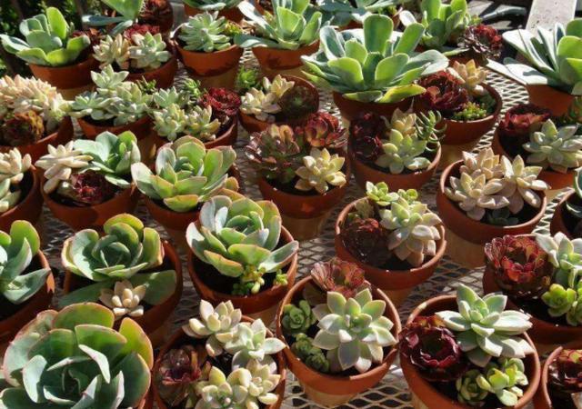 多肉冰梅养护，操作简单，夏季叶子五彩缤纷，做到3点轻松爆盆