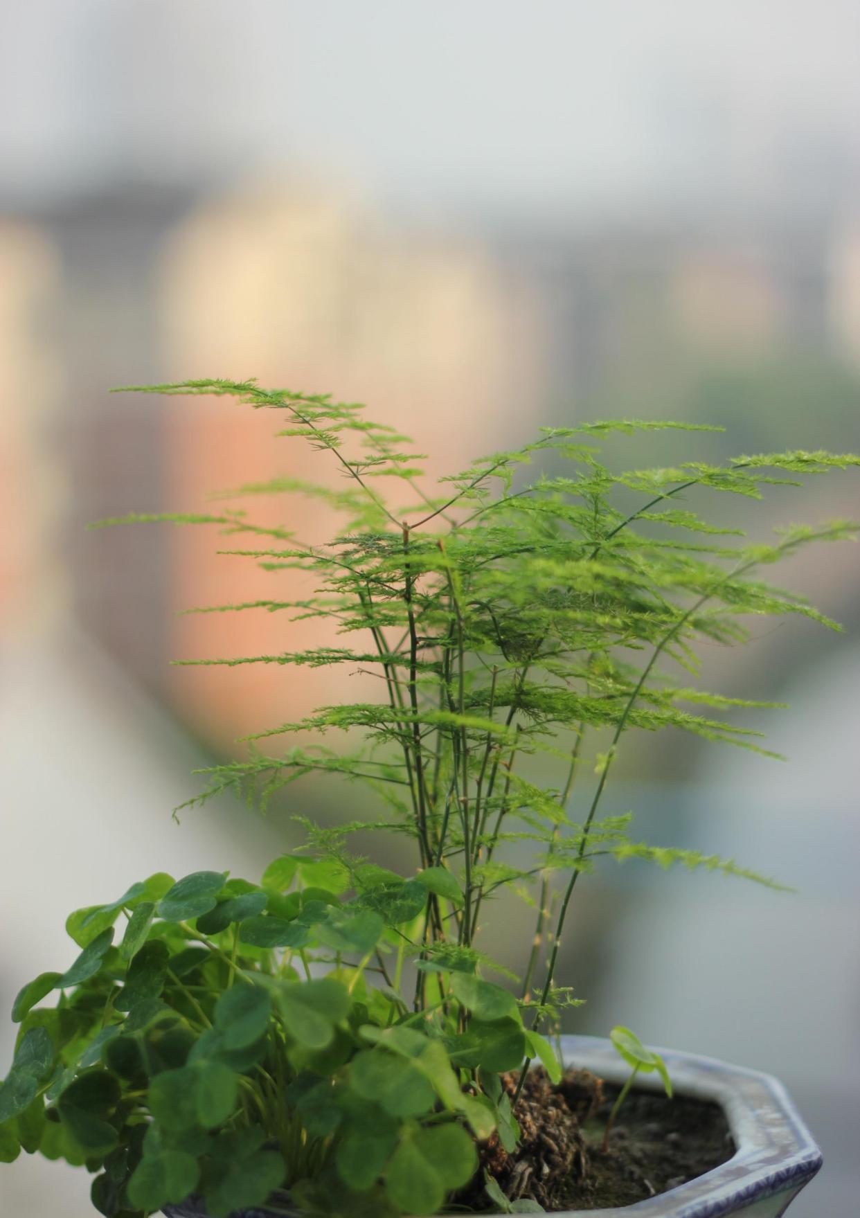 文竹促芽方法多，一杯水就能解决，你知道吗？