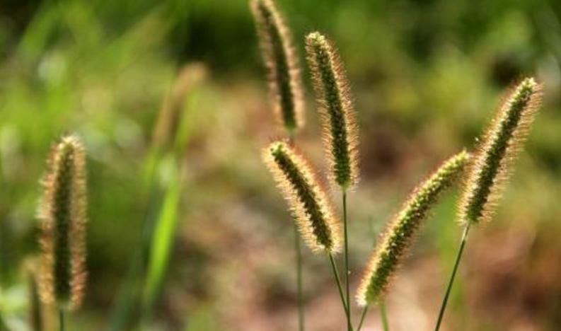 膝关节|农村遍地都是的“狗尾巴草”,治腿疼有奇效,积液少了腿疼好了