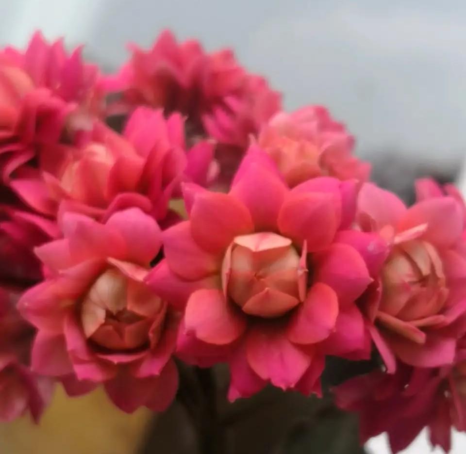 花色|75个长寿花品种，一个比一个美，一起来认识一下吧！