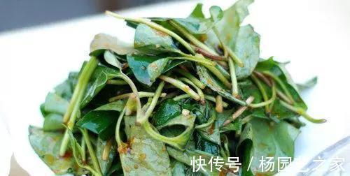 养肝|女人养肝就是抗衰老，3种养肝野菜，很少人爱吃，但能养肝护肝