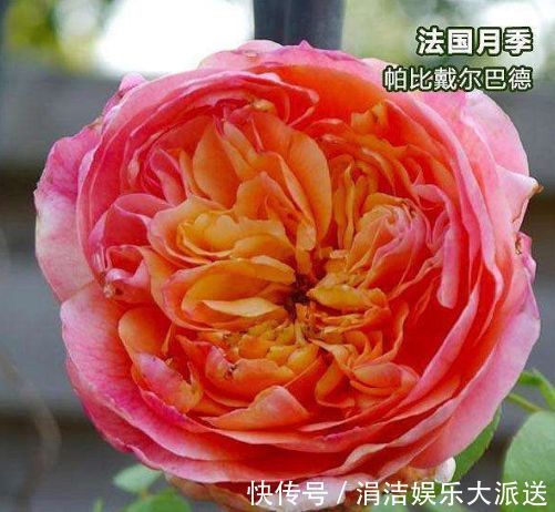 庭院养花,就选“优良月季”戴尔巴德,花型大气,丰腴婀娜!