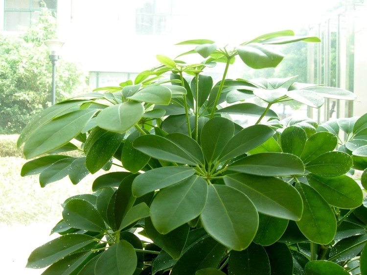 此种树再贵也要养家里，吉祥又富贵，观赏价值高，比发财树强百倍