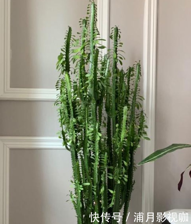 阳台上|懂花人都养“3种花”,长势喜人,旺宅旺事业,打理简单,寓意好