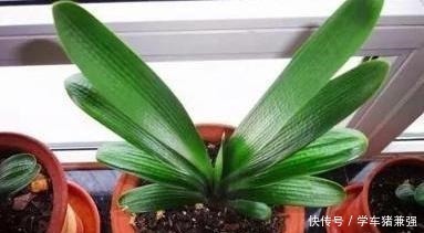 植株|入秋如何给君子兰强根偷学3点技巧,换盆后蹭蹭窜新叶!