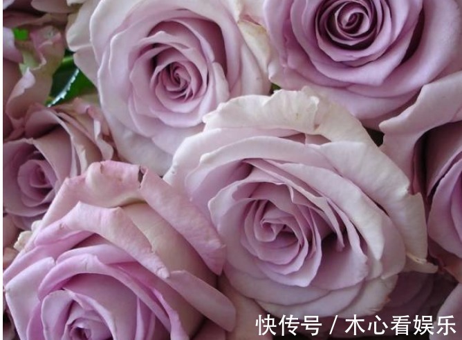 三种观赏价值非常高的月季，不是我国培育的，但是适合种在庭院中