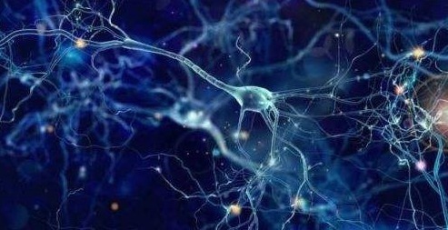 以看到|图中共有几只动物只看出5只痴呆,9只正常,16只以上还很健康