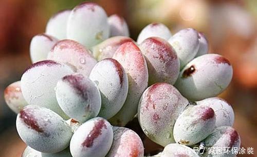 福娘|捡了一棵“秃顶”的多肉乒乓福娘，养2年完美逆袭，美呆了