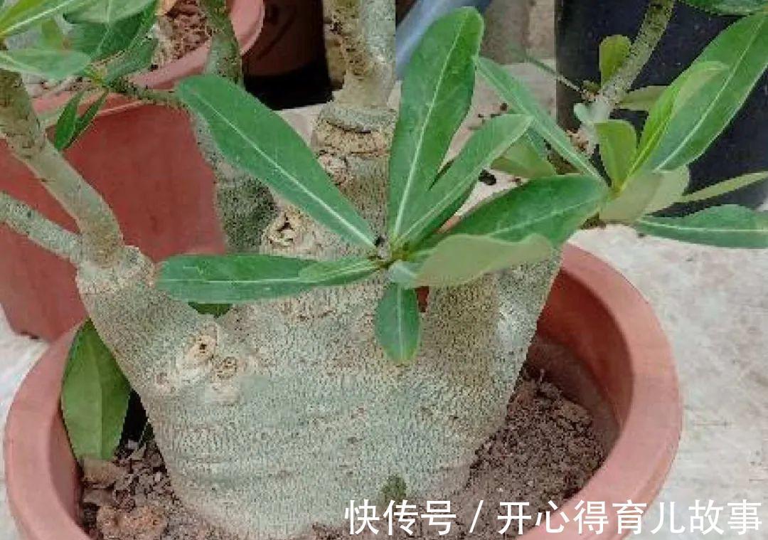 10种花，一降温就黄叶，赶紧换个地方养