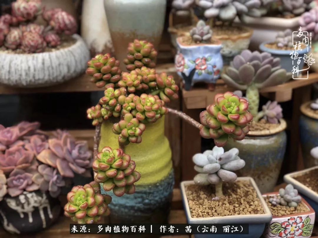 一年四季不同景，一院多肉陪我后半生！