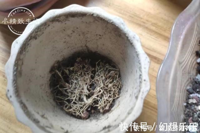 肉肉|多肉上盆，2种东西垫盆底，不烂根不黑腐，安全零成本！