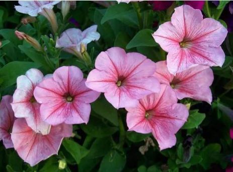 4种花养在家里,一整年都有好运气,开花漂亮财运来,一养就上瘾