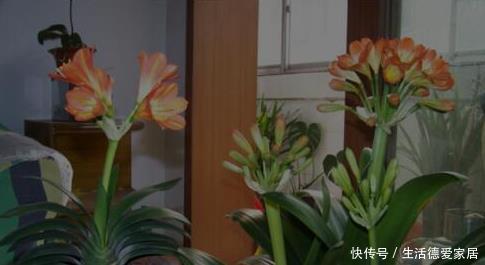 君子兰|李大爷只用它养君子兰,不花一分钱,1年开花2次全都爆盆