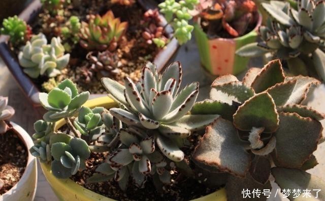 八年|一颗八年没换过盆的月兔耳