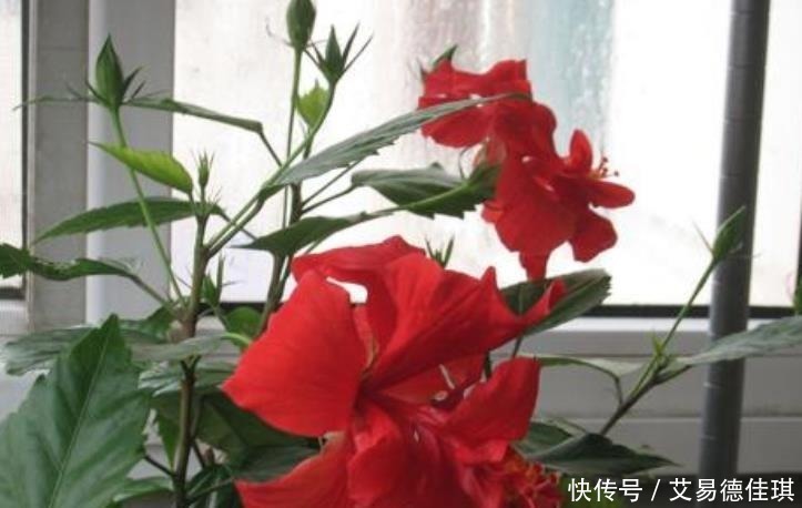蝴蝶草|“3种花草”不仅好看，还特别耐热，夏天若不知道养啥，就养它们