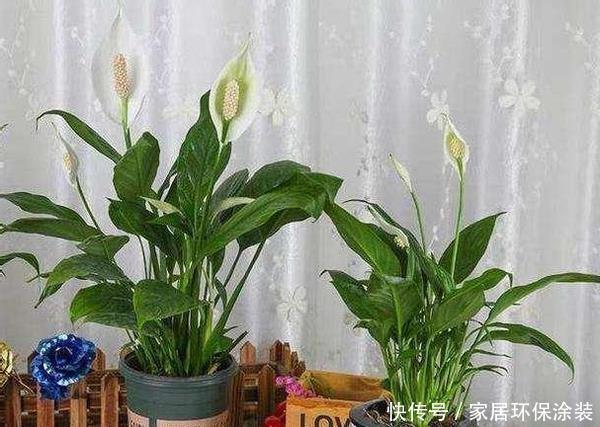 适合新人居家盆栽的花草植物,这几款上榜啦!