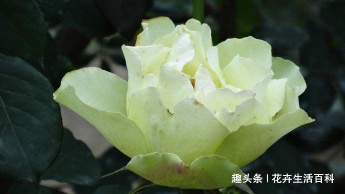 喜欢菊花，不如养盆“精品玫瑰”绿云玫瑰，宛如碧玉，实属珍品！