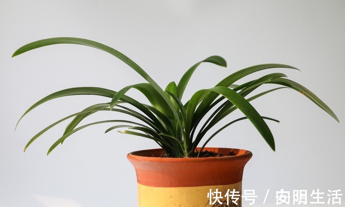 浇水|君子兰害怕五件事，新手经常犯，难怪越养越糟糕