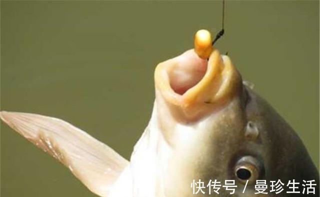 珠珠钓|假饵钓法不是路亚的“专利”,民间不少假饵钓法,可惜没能成体系