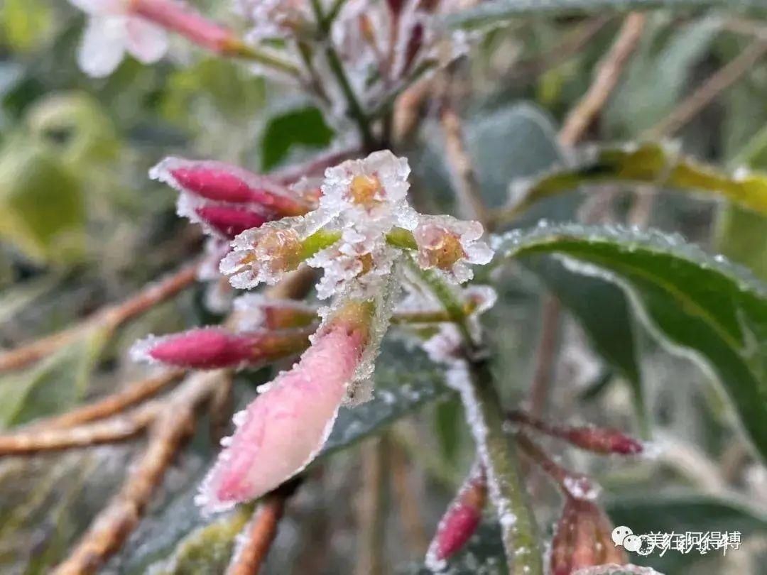 记忆 ｜寒潮再次来袭，还记得前几天的雪吗？