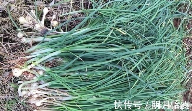 遇见|提个醒:农村荒地遇见此物,记得摘回家,好处十分的多,了解下