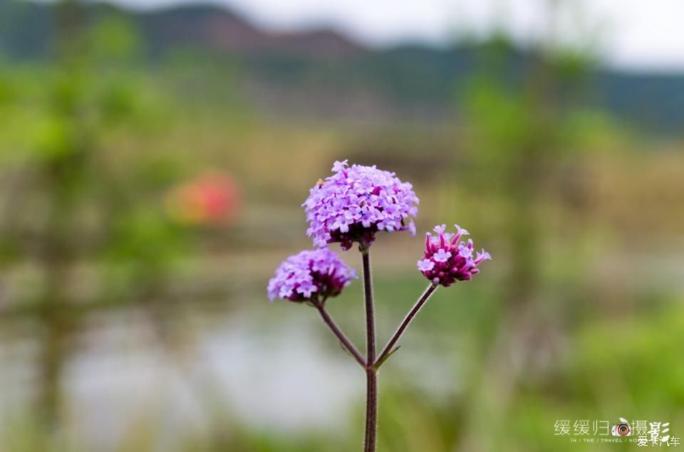 老年|【复苏】走谷雨,开着蓝精灵去凤仪湾玩水看花~~