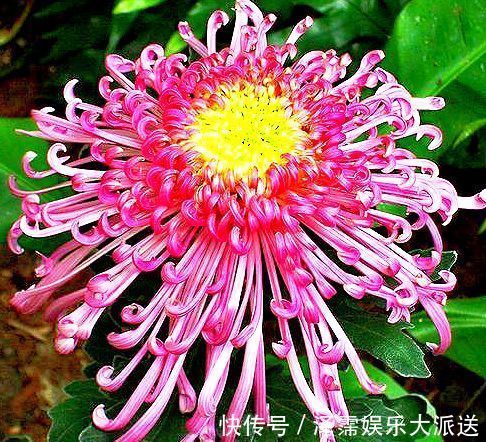 菊花|喜欢菊花，就养盆“菊中精品”独本菊，色泽艳丽，美爆了