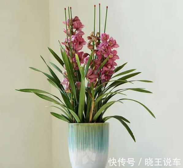 蟹爪兰|适合冬天养的8种漂亮花,被称作“开花机器”,好养好美易爆盆