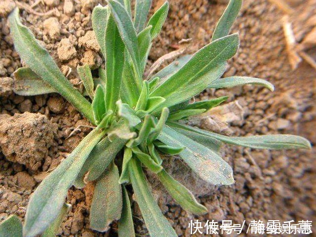女性朋友|被大家赞为“女人草”的野菜,养护子宫,美容养颜,你吃过几个