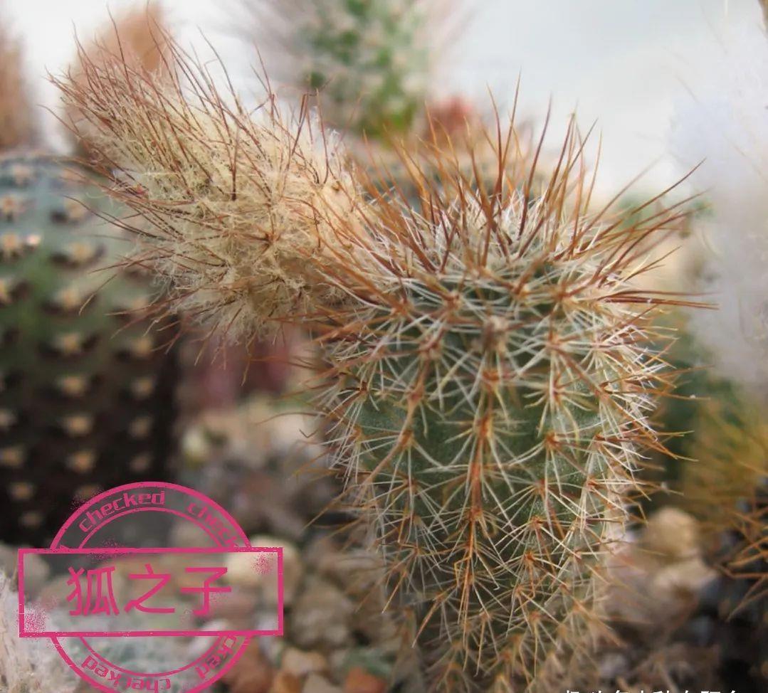 士童|误以为仙人掌很难开花,凑齐“4个条件”,开花一点不稀奇!